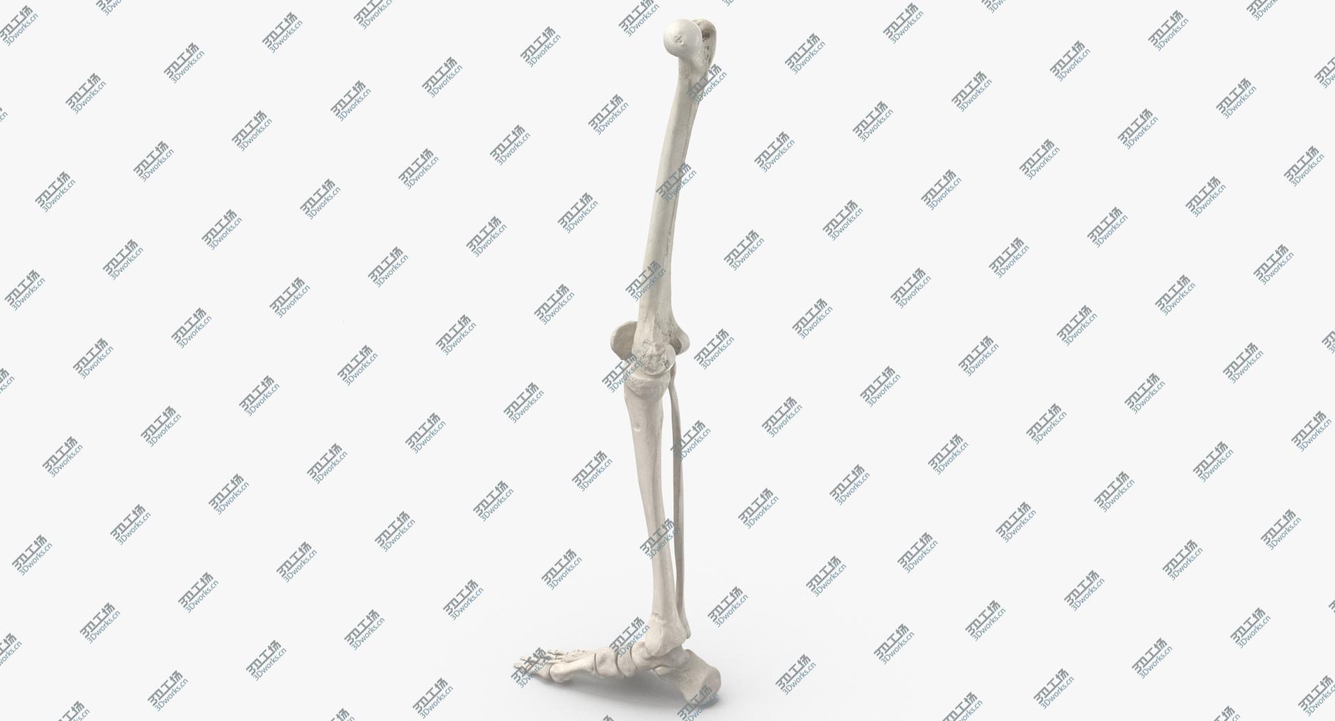 images/goods_img/202104021/3D model Real Human Leg Bones Anatomy 01 White/5.jpg